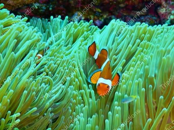 Nemo Anemone Fish And Green Sea Anemone Triphibian Productions